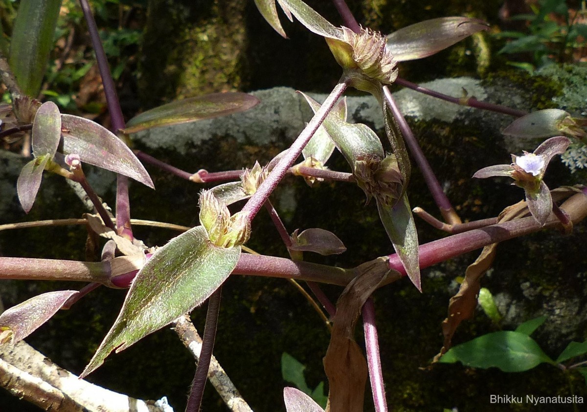 Cyanotis villosa (Spreng.) Schult. & Schult.f.